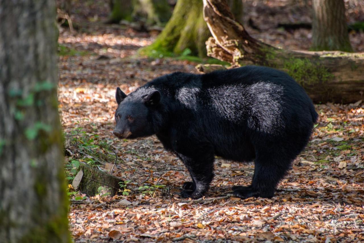 Friendly Bear Cabin Pigeon Forge Ngoại thất bức ảnh